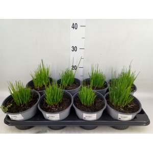 Allium schoenoprasum