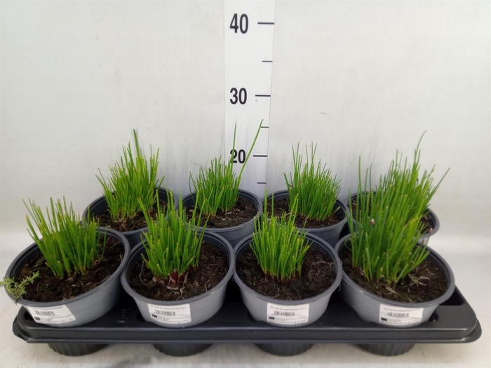 <h4>Allium schoenoprasum</h4>