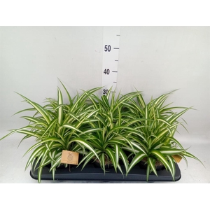 Chlorophytum com. 'Variegatum'