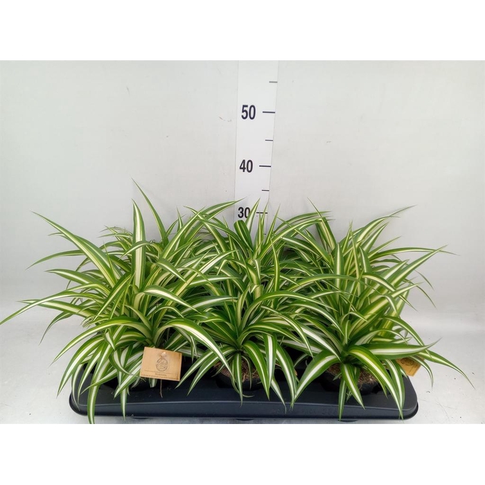 <h4>Chlorophytum com. 'Variegatum'</h4>