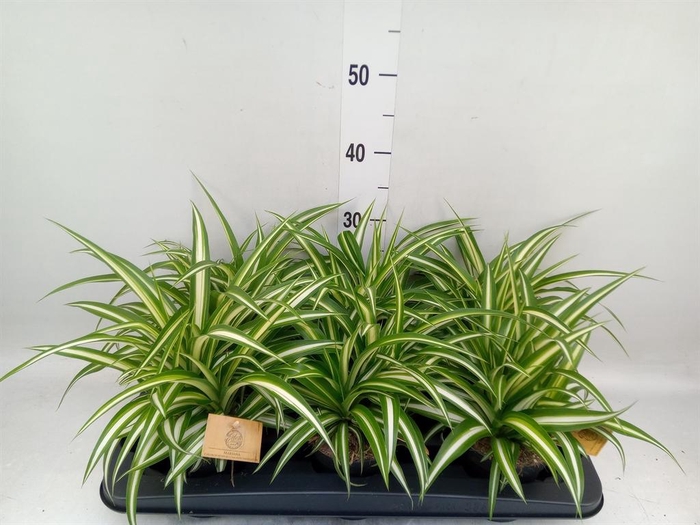 <h4>Chlorophytum com. 'Variegatum'</h4>