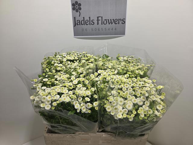 <h4>TANA PA RIO</h4>