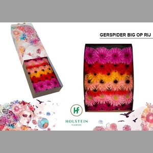 GE GS GERSP GEM RIJ