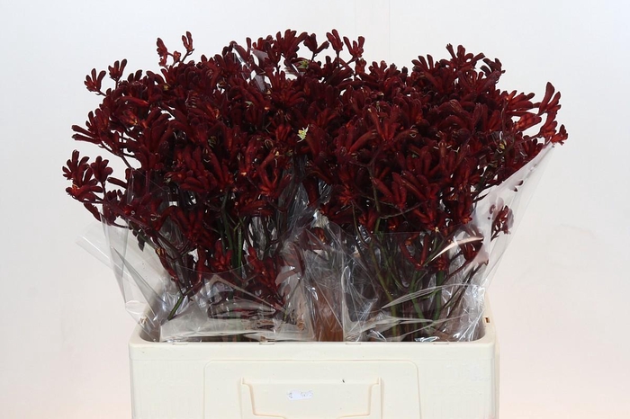 <h4>Anigozanthos Bush Ruby</h4>