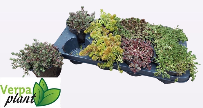 arr8 Sedum Ov