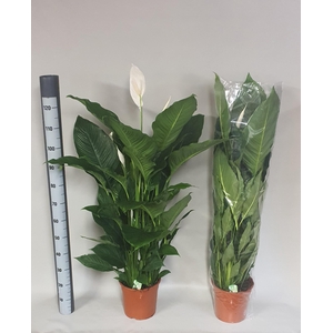 Spathiphyllum Sebastiano 24Ø 130cm 3fl