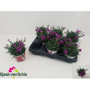 DIAN PICTURE PERFECT