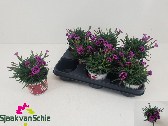 <h4>DIAN PICTURE PERFECT</h4>