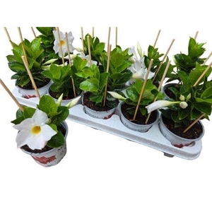 Mande Rio White