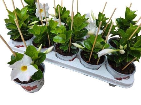 <h4>Mande Rio White</h4>