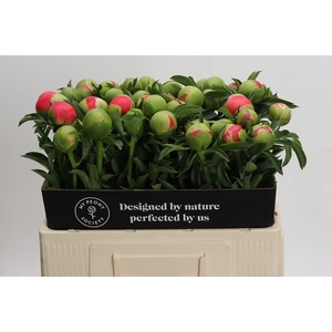 Paeonia Coral Sunset