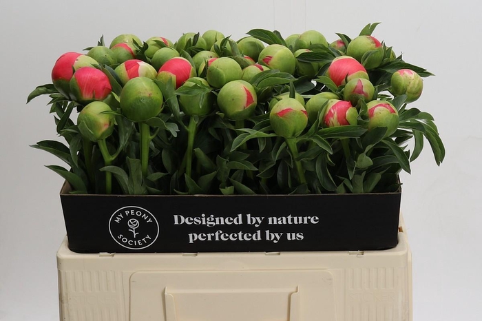 <h4>Paeonia Coral Sunset</h4>
