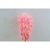 Dried Lagurus Bl Light Pink Bunch
