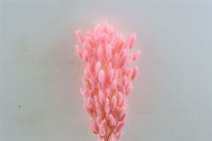 Dried Lagurus Bl Light Pink Bunch