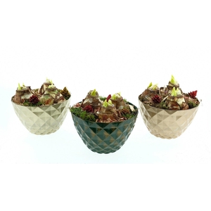 BLOEMBOL HIPPEASTRUM