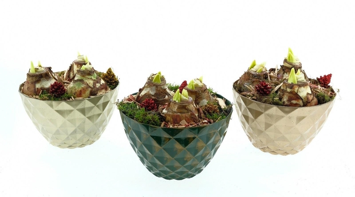 <h4>BLOEMBOL HIPPEASTRUM</h4>