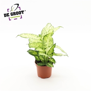 Dieffenbachia 