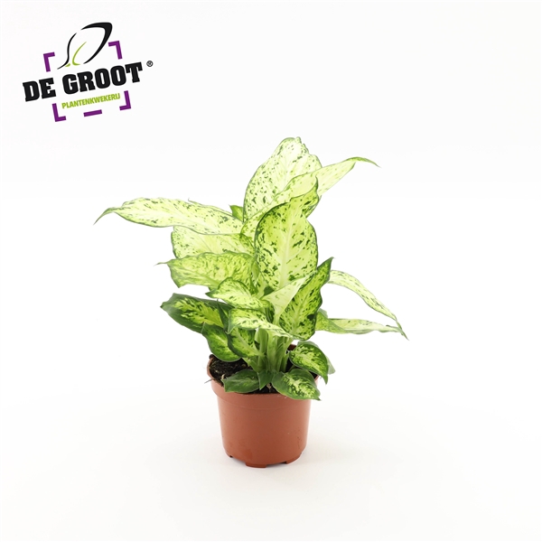 <h4>Dieffenbachia "Amy"</h4>