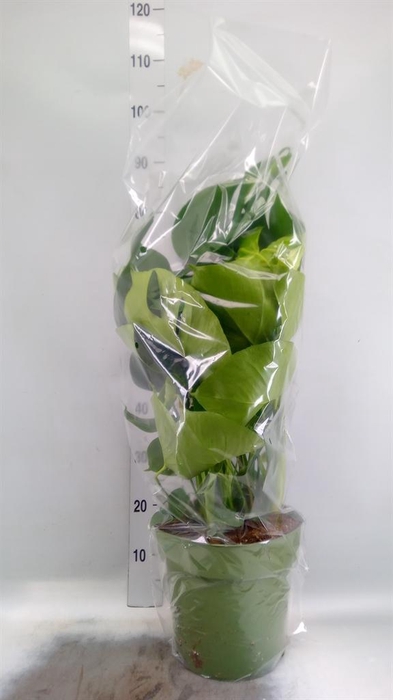 <h4>Monstera delic.</h4>