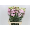Eustoma Du Rosita Pink