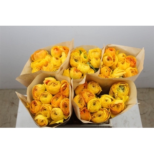 Ran Cloni Ex Sunrise