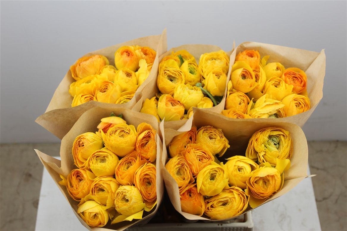 <h4>Ran Cloni Ex Sunrise</h4>