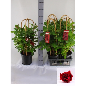 ROSA FL GRAND SELECT