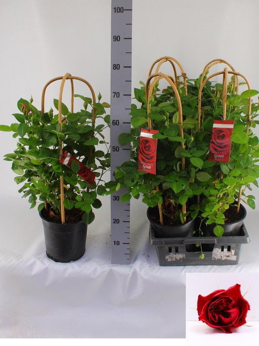 <h4>ROSA FL GRAND SELECT</h4>