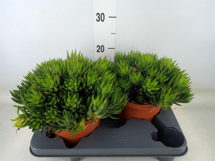 <h4>Haworthia   ...</h4>