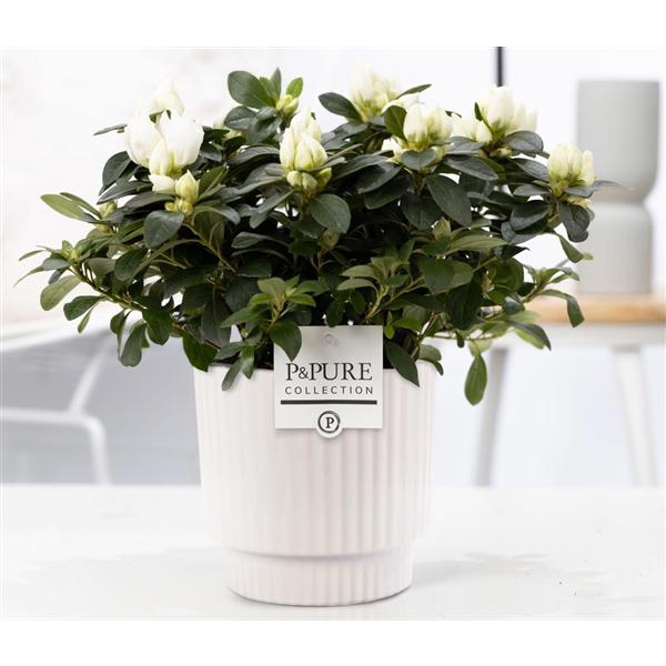 <h4>1st class Azalea white in P&PURE Ivy ceramics shiny white</h4>