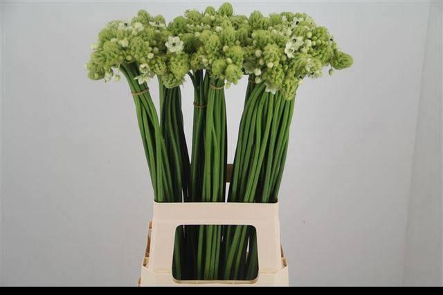 <h4>ORNIT SAUNDERSIAE</h4>