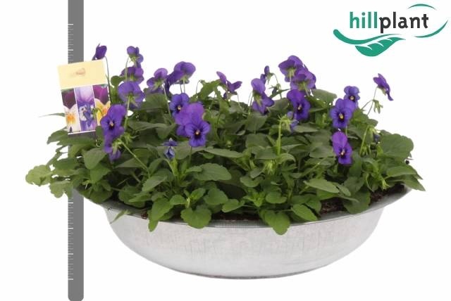<h4>VIO CO EM BLU BLOTCH</h4>