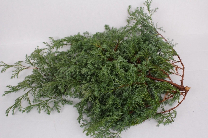 <h4>Coniferen Squarosa</h4>