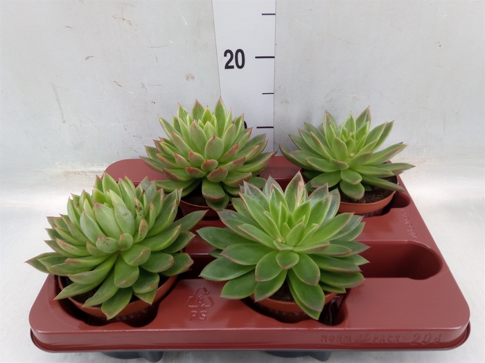 <h4>Echeveria agavoides</h4>