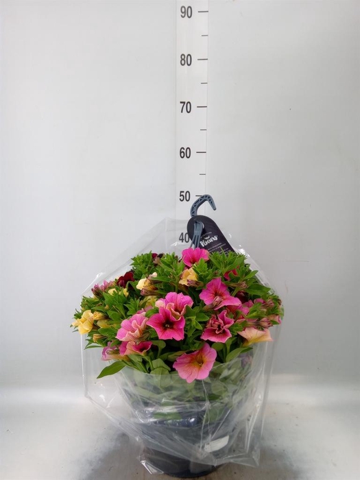 <h4>xPetchoa 'BeautiCal' ...mix pot</h4>