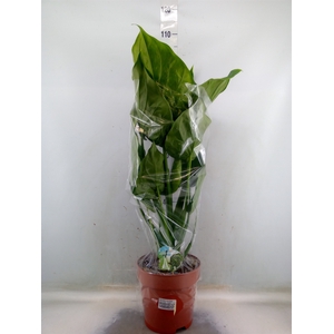 Alocasia cucullata