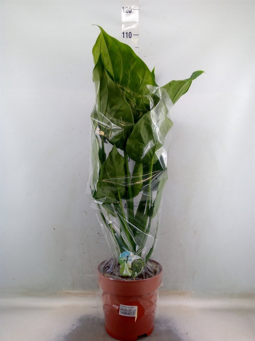 <h4>Alocasia cucullata</h4>