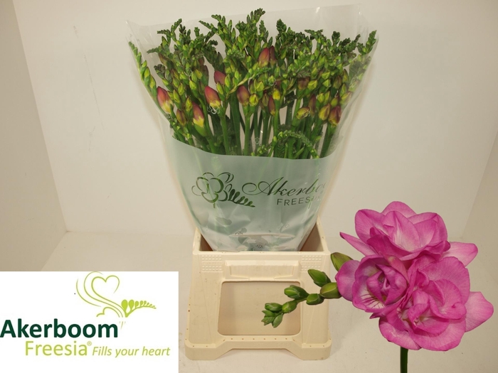 <h4>FR DU ROMANTIC PINK</h4>