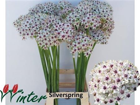 <h4>Allium Silverspring</h4>
