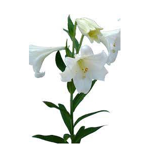 Longiflorum White Heaven 4+