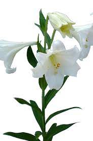 <h4>Longiflorum White Heaven 4+</h4>