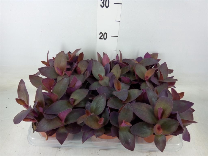 <h4>Tradescantia   ...</h4>