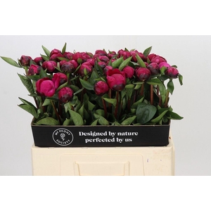 Paeonia red sarah bernhardt