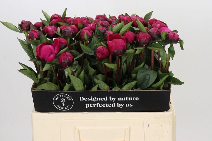 <h4>Paeonia red sarah bernhardt</h4>