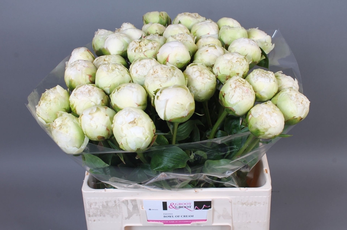<h4>Paeonia Bowl Of Cream | Heavy Quality</h4>