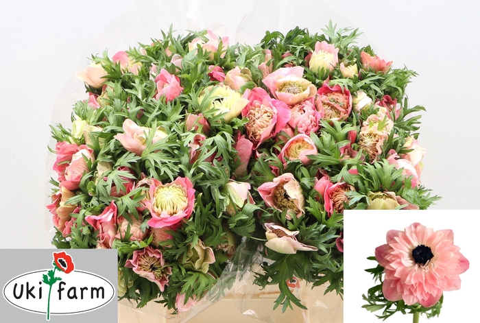 <h4>ANEM CO LEVAN ROSA</h4>