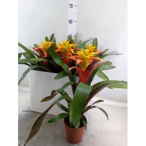 Guzmania  'Fiero Yellow'