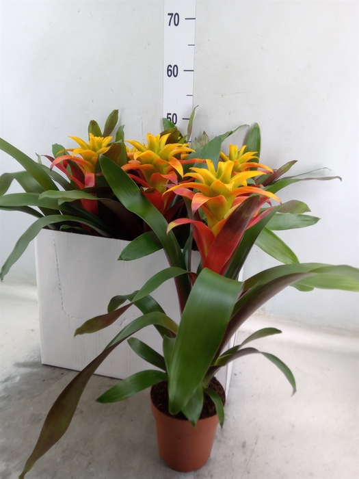 <h4>Guzmania  'Fiero Yellow'</h4>