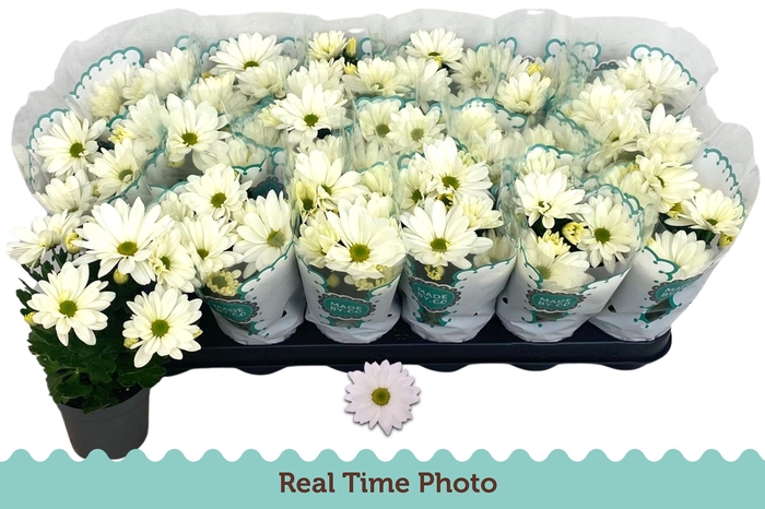 <h4>CHRYS ALPINE TIME</h4>