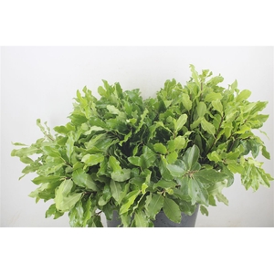 Pittosp Tenuif Green Bunch
